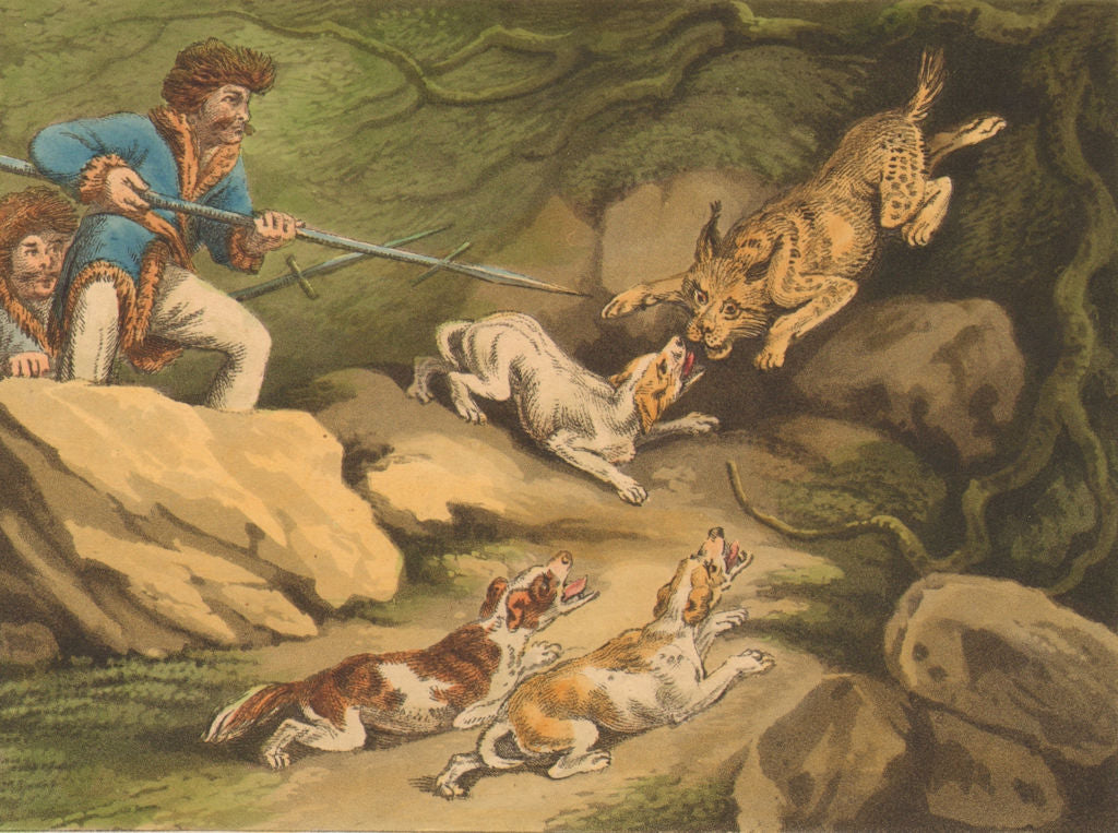 SOUTH AMERICA. Hunting a Tiger Cat (Oncilla) . Dogs Spear (Orme)  1814 print